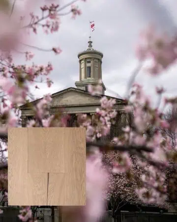 Historic building framed by pink cherry blossoms